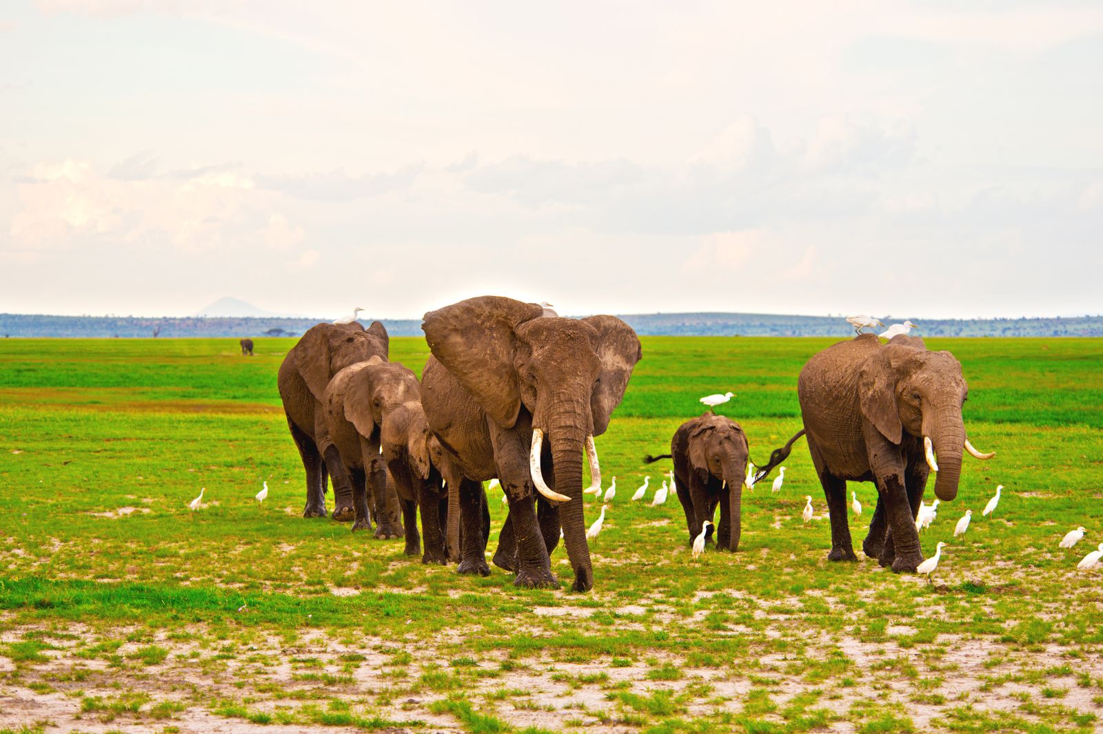 Experience the Thrill of the Wild