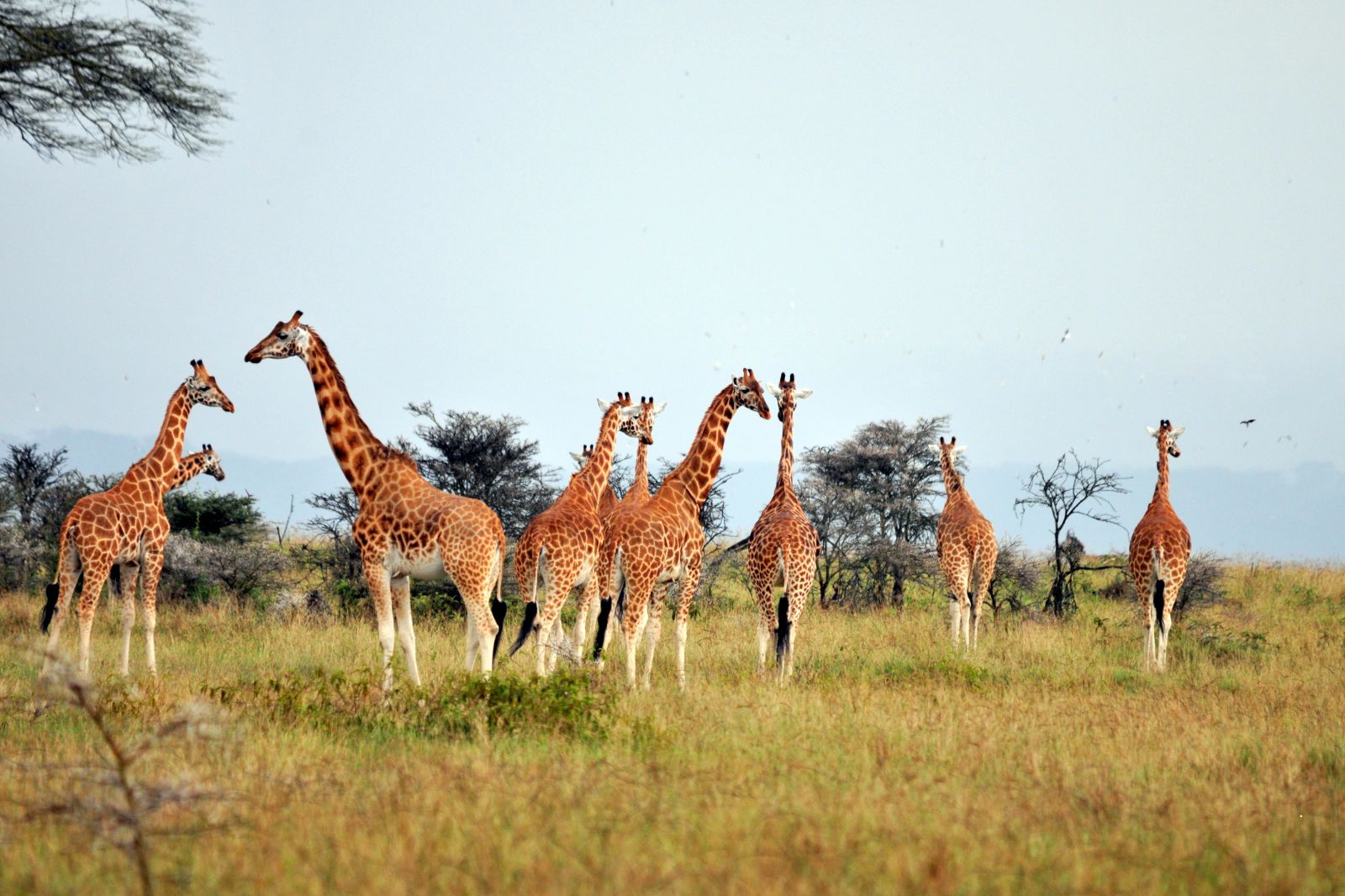 Where to See Africa’s Majestic Wildlife