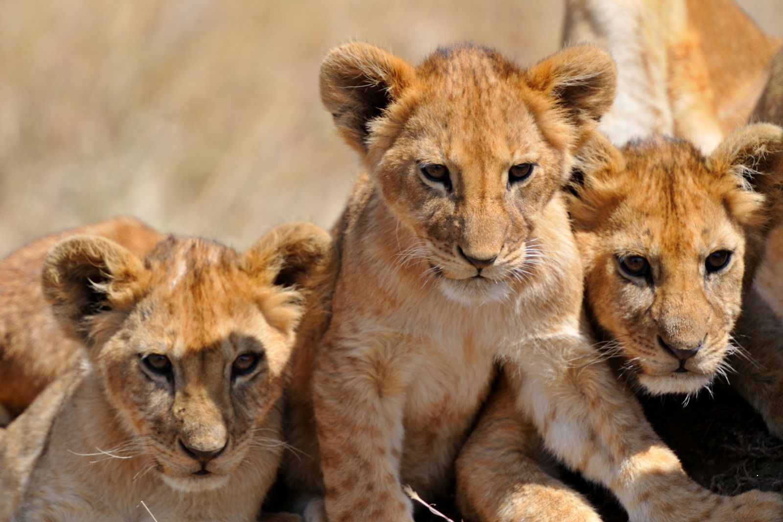 African Safaris (17)
