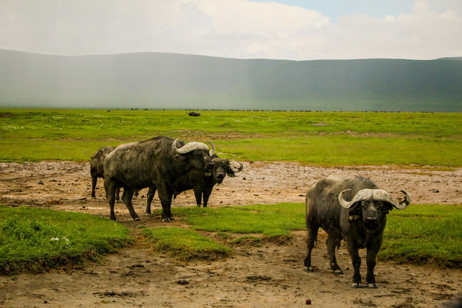 African Safaris (20)