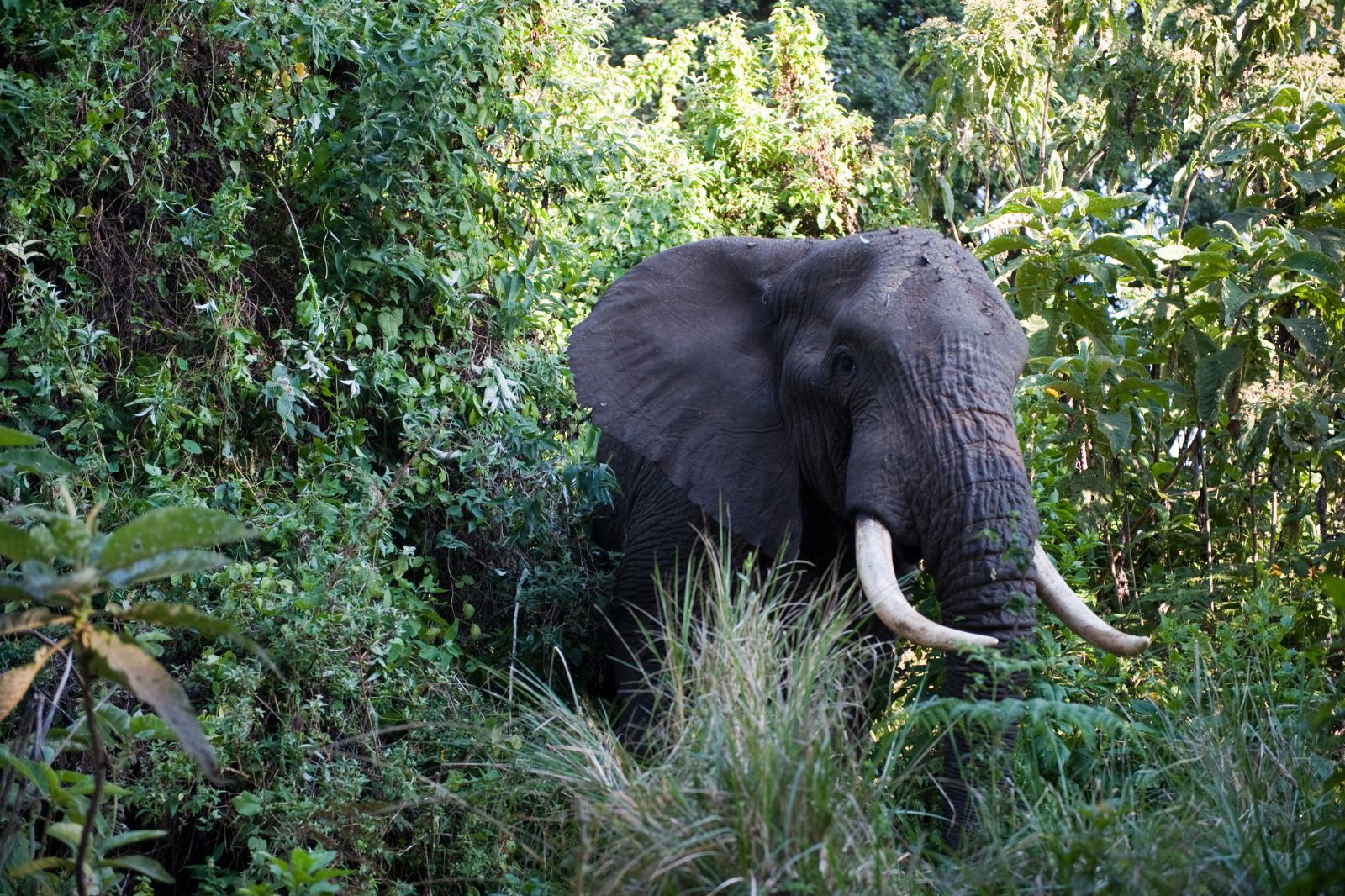 African Safaris (23)