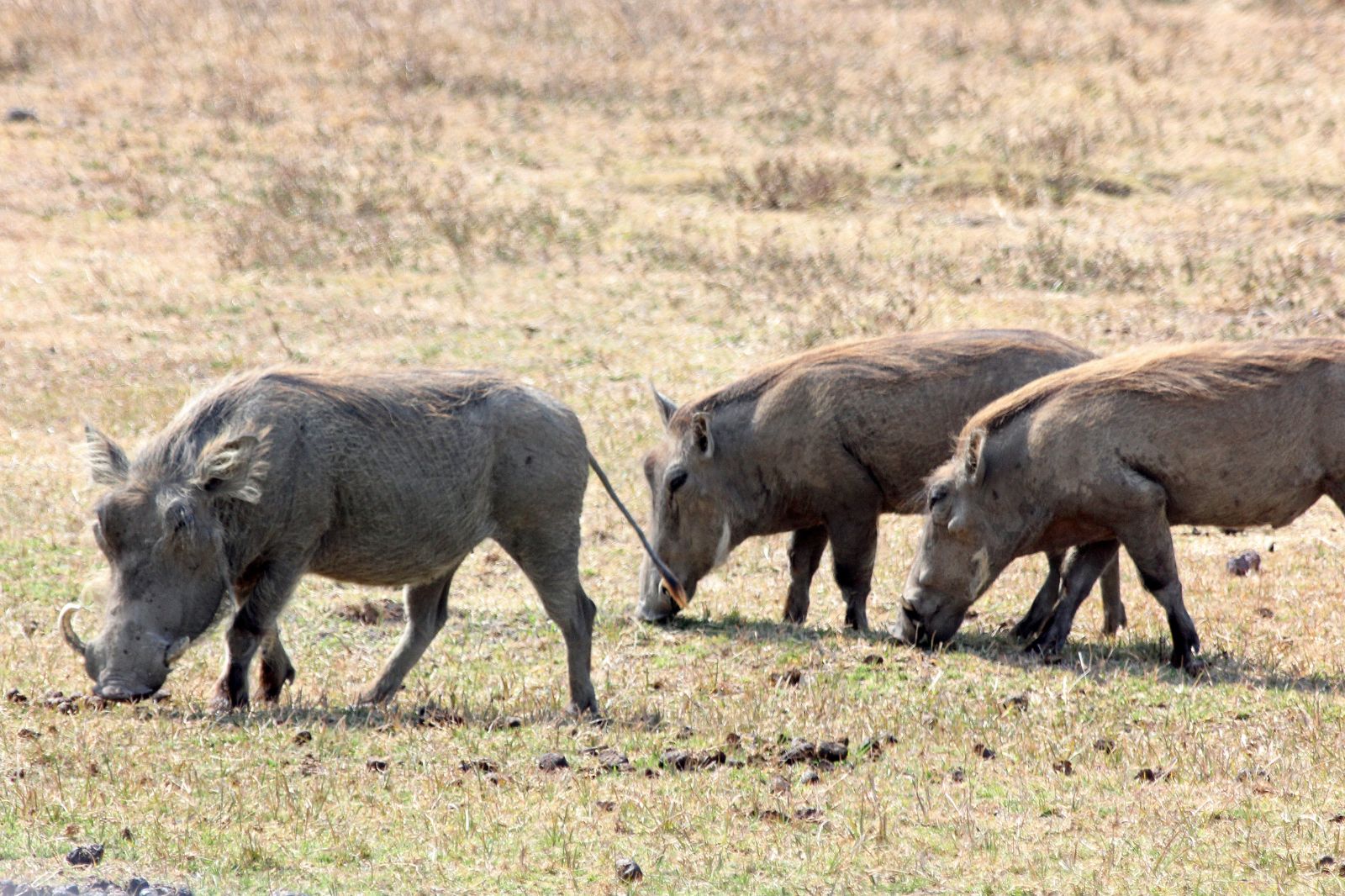 African Safaris (25)