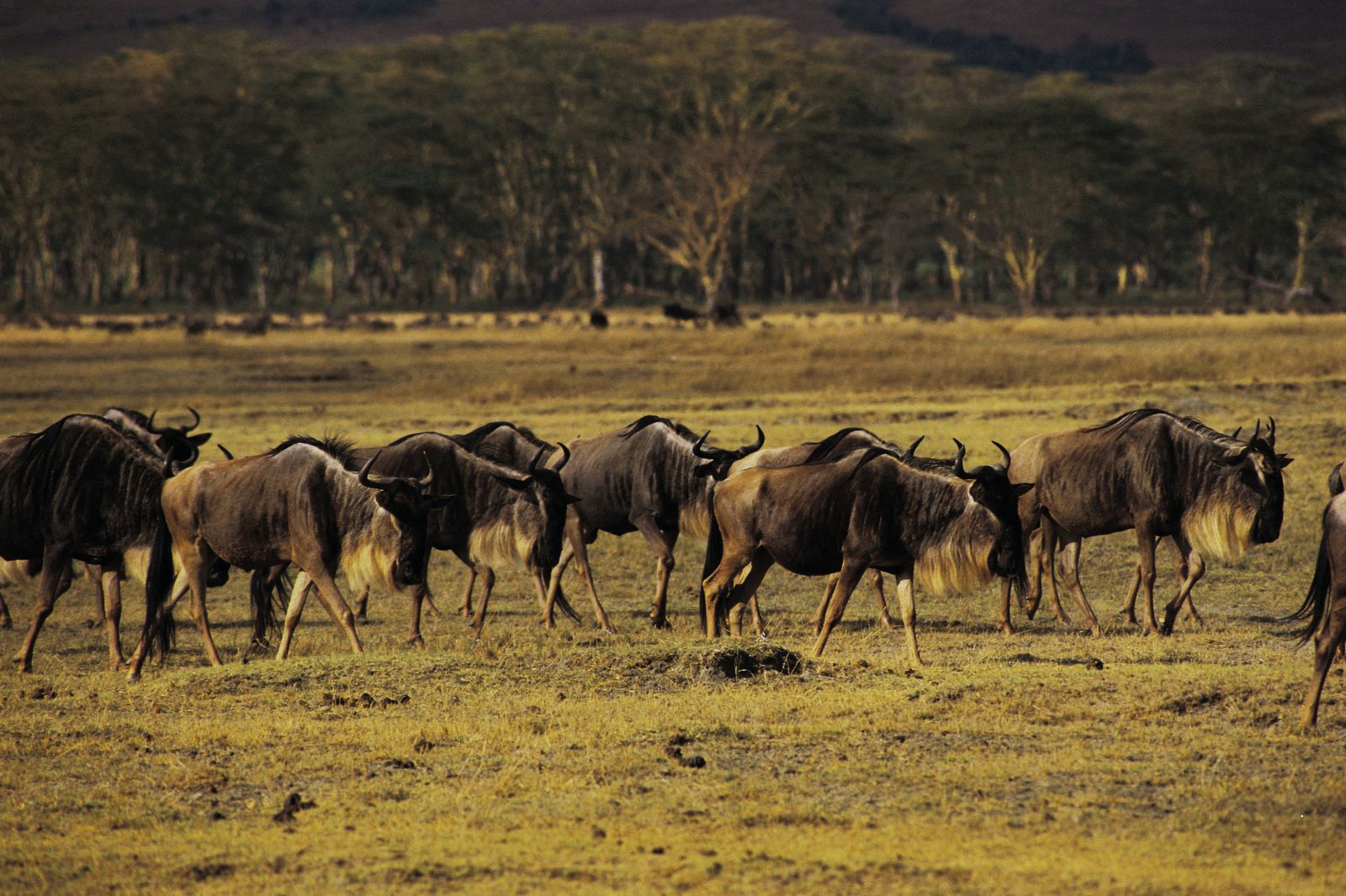 African Safaris (26)