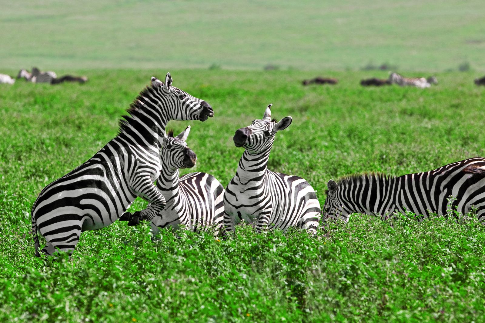 African Safaris (27)