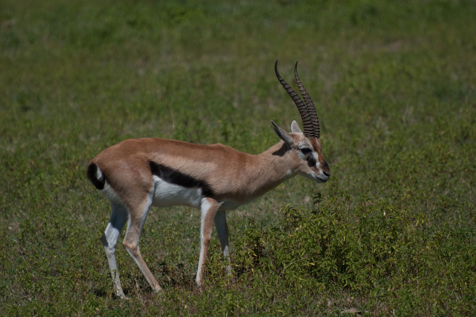 African Safaris (28)