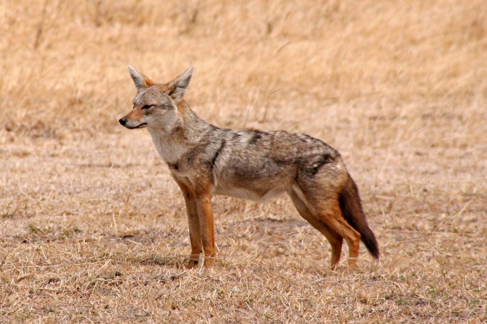 African Safaris (29)