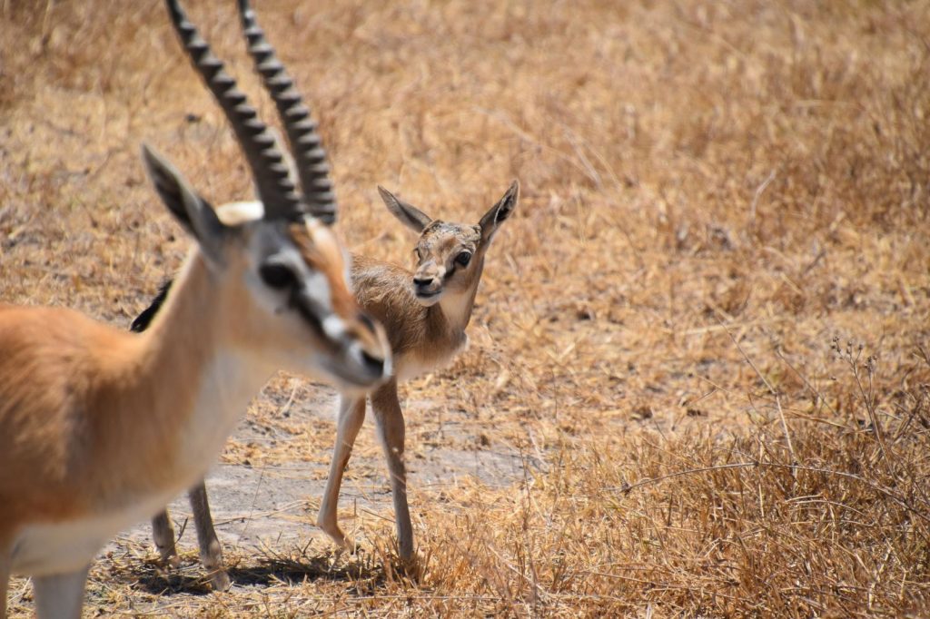 African Safaris