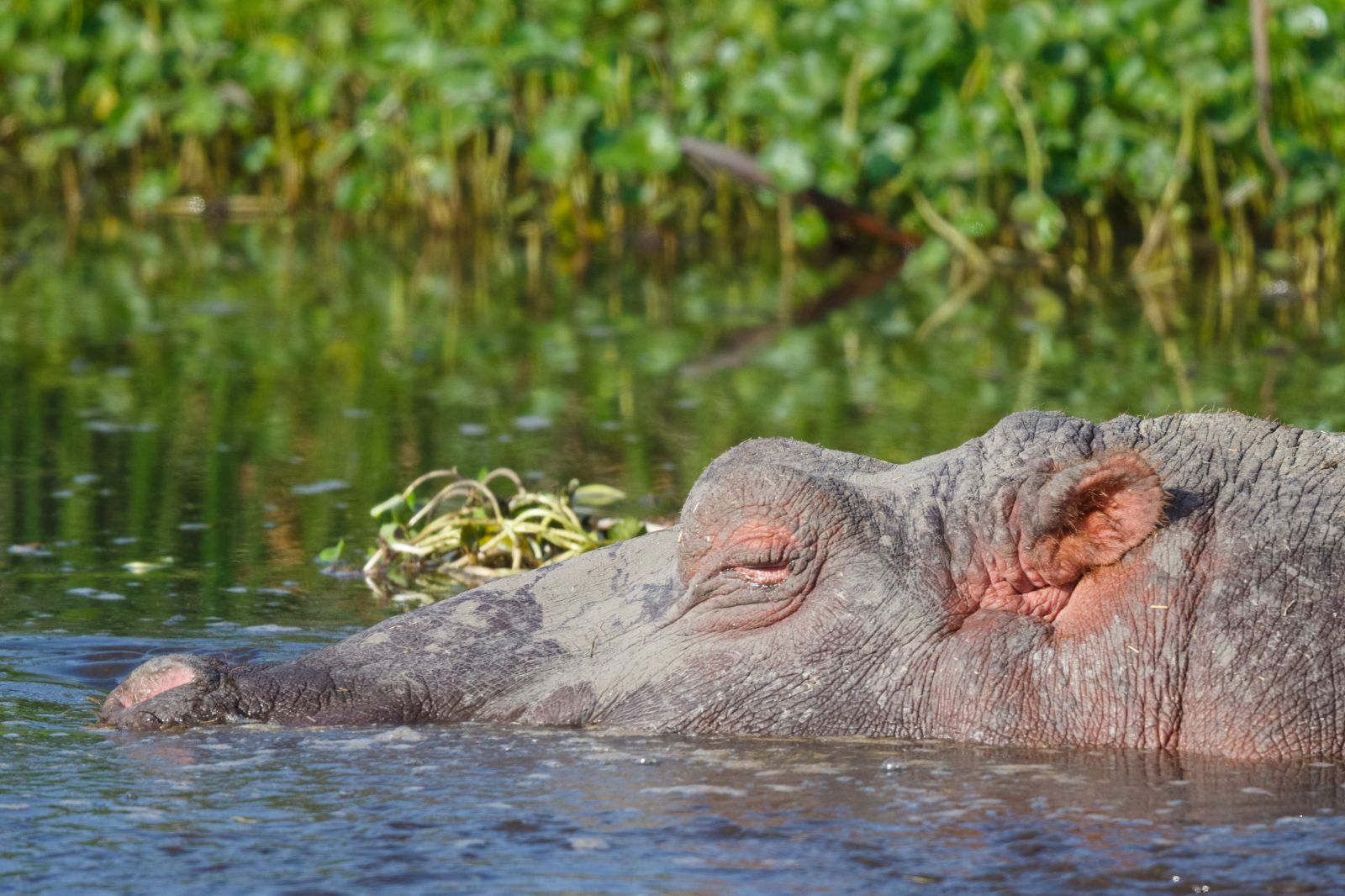 African Safaris (32)