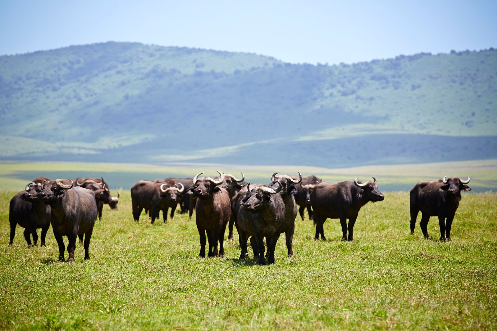 African Safaris (36)