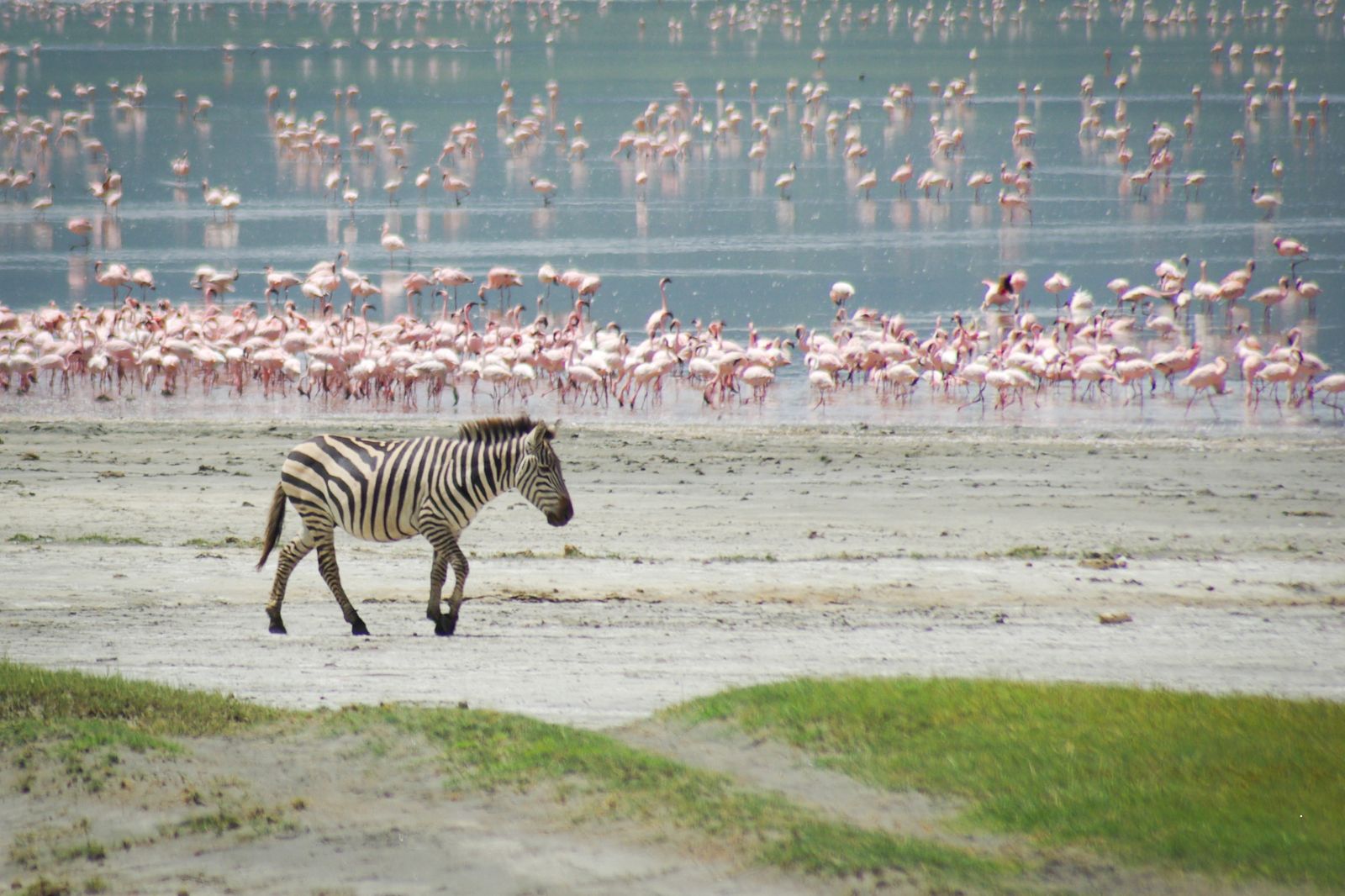African Safaris (37)