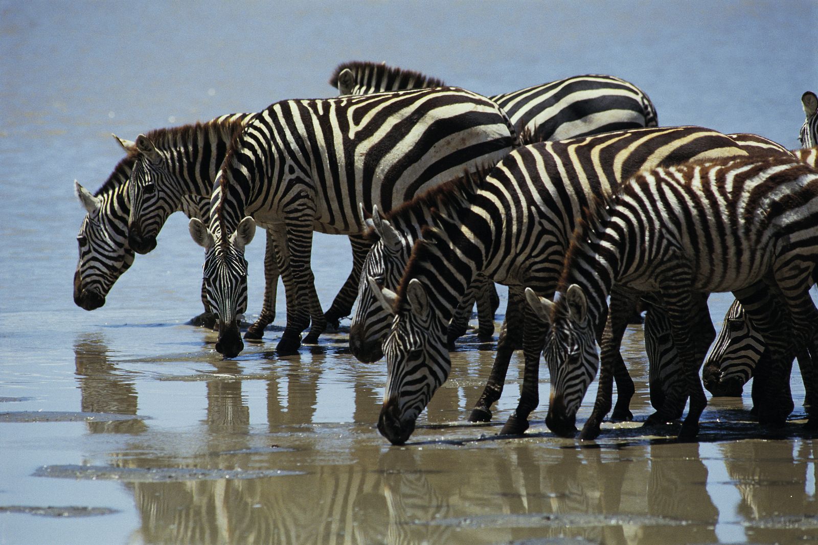 African Safaris (38)