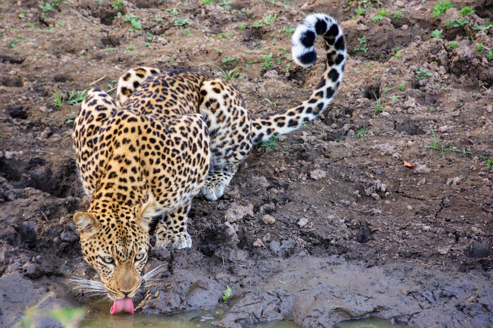 African Safaris (4)