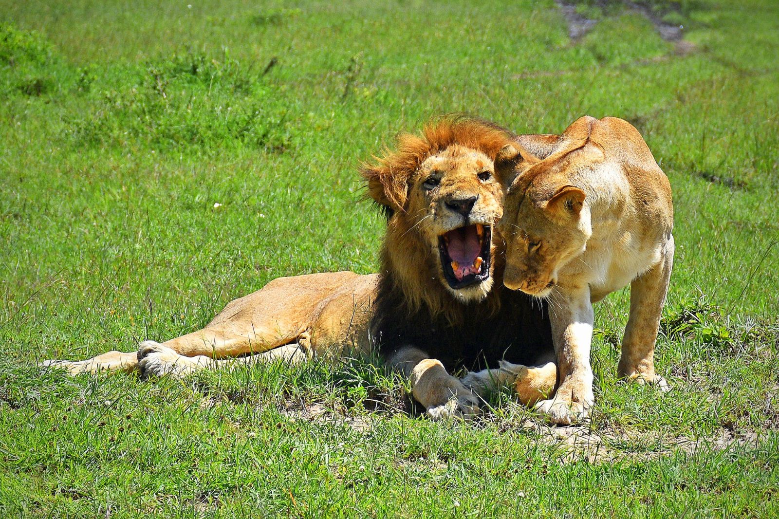Tanzania Safaris (6)
