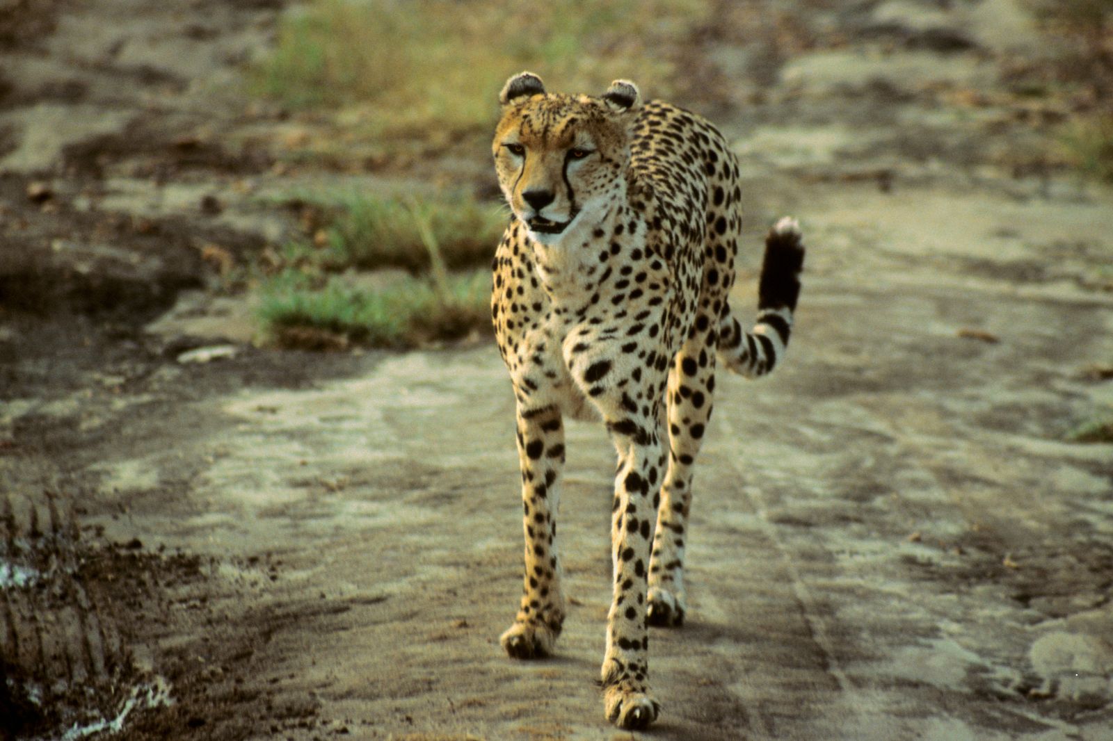 Tanzania Safaris (8)