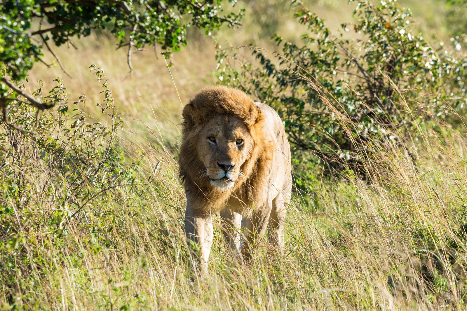 Tanzania Safaris
